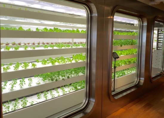 銀座で、植物三昧?!_f0197215_08101569.jpg