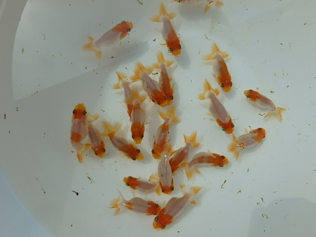 f0334143_9224256.jpg