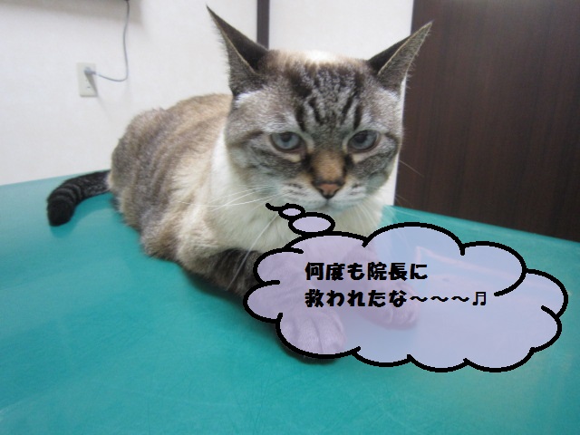 【17歳のネコ 糖尿病】_b0059154_13373970.jpg