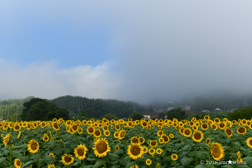 霧と青空とひまわりと_a0142976_1542789.jpg