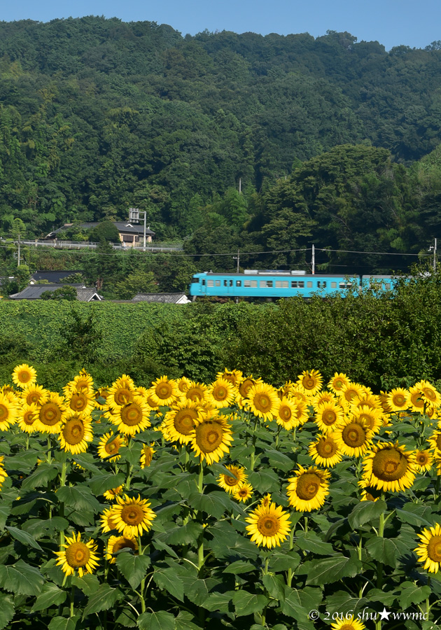 霧と青空とひまわりと_a0142976_15442558.jpg