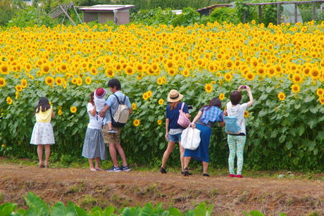 神奈川県央県西のいいところ　第１１回　座間栗原のひまわりまつり_d0180684_23315681.jpg