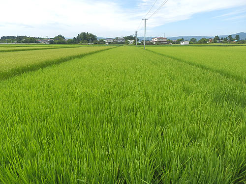 8月10日の田んぼ(上目黒小・枝野小)_d0247484_15411581.jpg