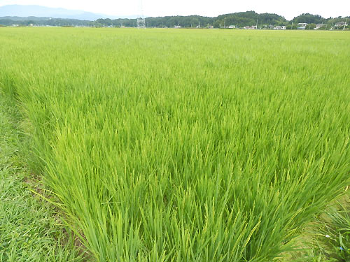 8月10日の田んぼ(緑ヶ丘小・北郷小) _d0247484_1701158.jpg