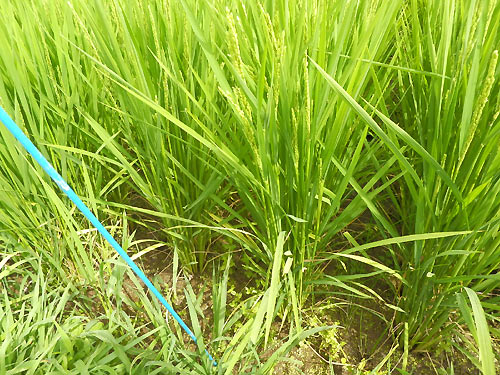 8月10日の田んぼ(緑ヶ丘小・北郷小) _d0247484_1721041.jpg