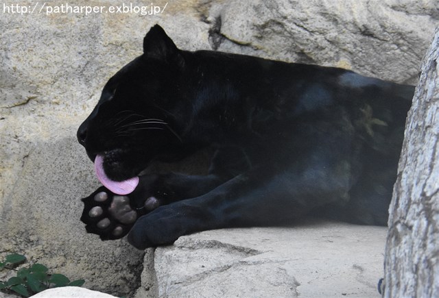 ２０１６年８月　王子動物園　トワイライトズー_a0052986_7263697.jpg