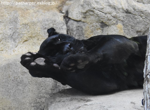 ２０１６年８月　王子動物園　トワイライトズー_a0052986_7265470.jpg