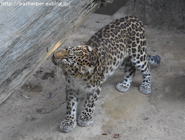 ２０１６年８月　王子動物園　トワイライトズー_a0052986_7305393.jpg