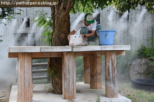 ２０１６年８月　王子動物園　トワイライトズー_a0052986_7314473.jpg