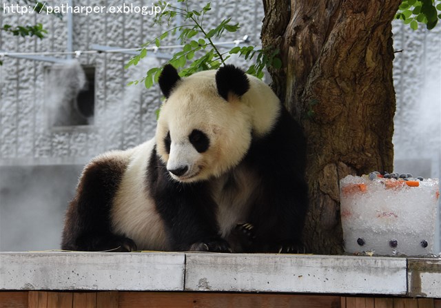 ２０１６年８月　王子動物園　トワイライトズー_a0052986_734587.jpg