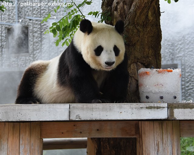 ２０１６年８月　王子動物園　トワイライトズー_a0052986_7365698.jpg