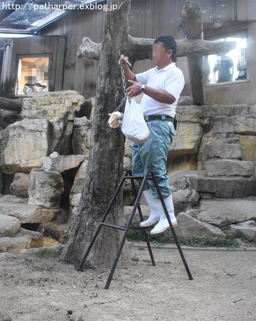 ２０１６年８月　王子動物園　トワイライトズー_a0052986_743135.jpg