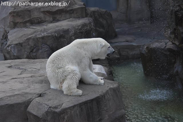 ２０１６年８月　王子動物園　トワイライトズー_a0052986_746782.jpg