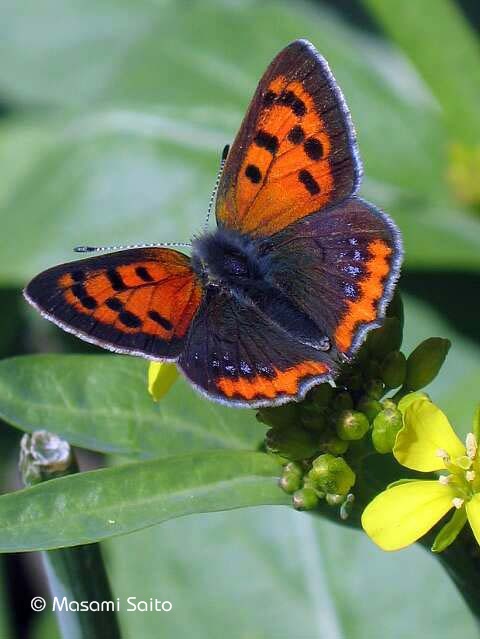 ベニシジミ（紅小灰蝶）2006 : 草花と自然Blog