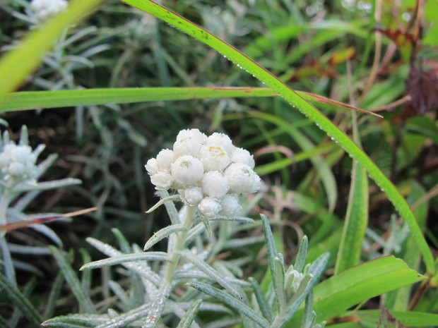 登山規制解除の由布岳を登る　2016.8.14（日）_a0166196_17453994.jpg