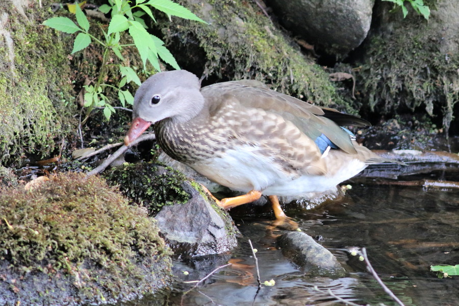 4日ぶりの鳥見_c0360399_2257257.jpg