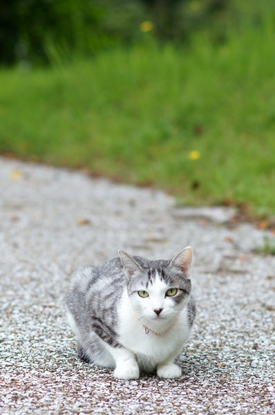 棲真寺の猫_d0117006_1581676.jpg