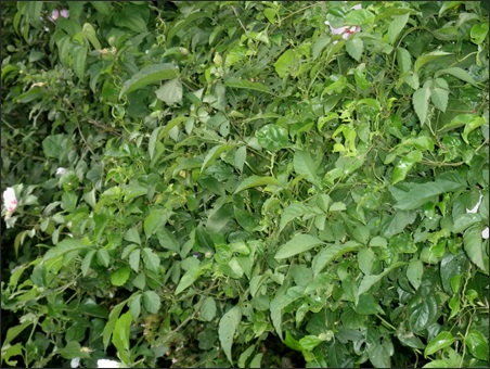 c0157412_21404777.jpg