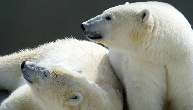 ロシア北東部・ヤクーツク動物園のコルィマーナ、史上最年少タイ記録の4歳での出産なるか?_a0151913_23353558.jpg