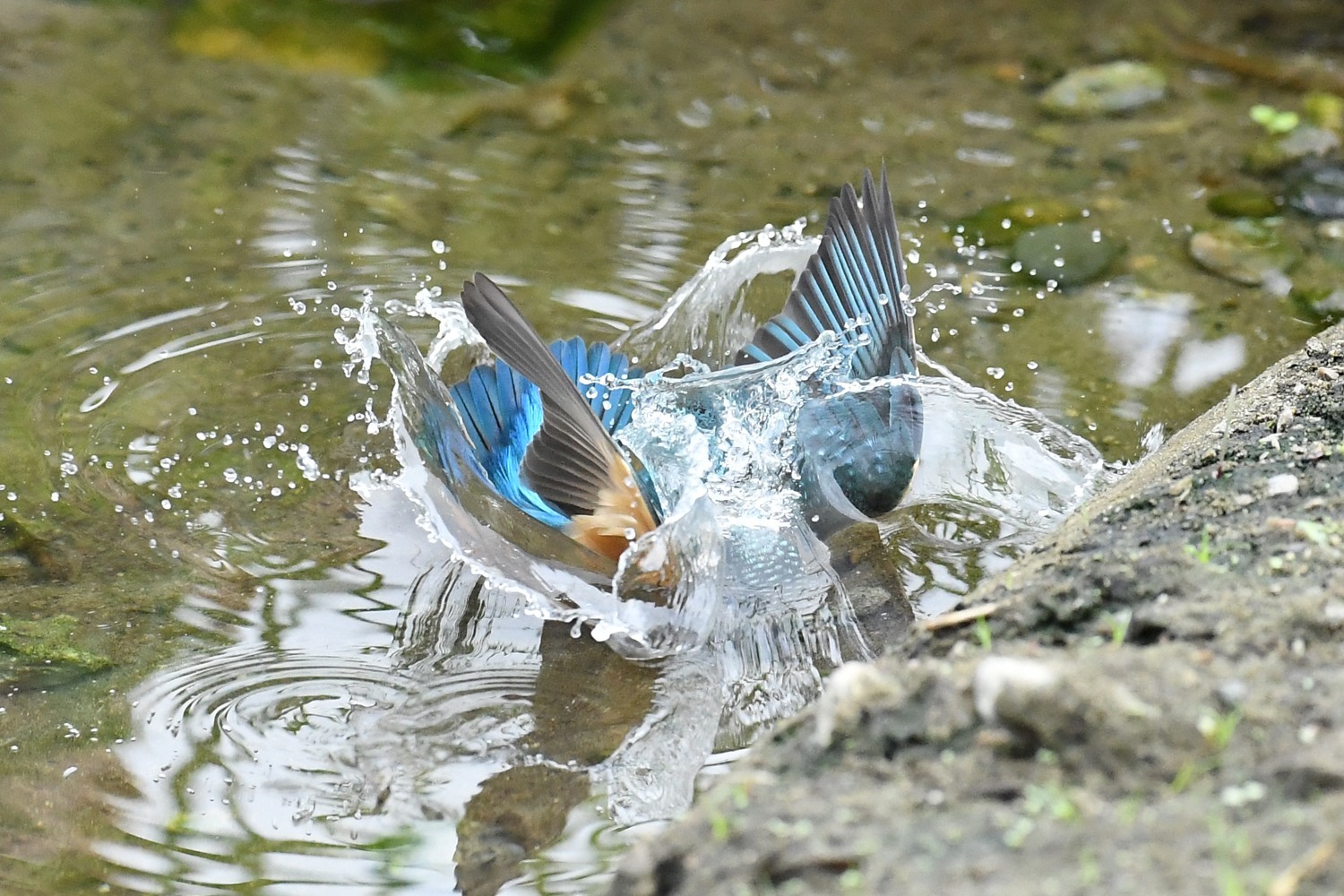 昨日の河口爆発した_f0133213_22013763.jpg