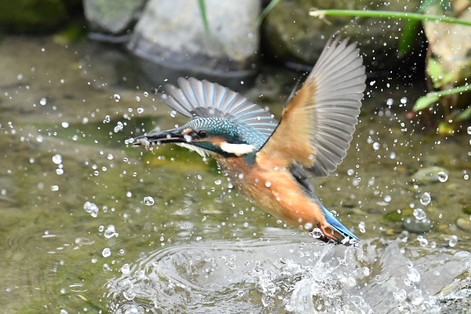 昨日の河口爆発した_f0133213_22015888.jpg