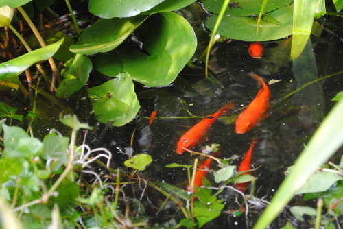 処暑が待たれます。金魚池の様子とか_f0128316_08025337.jpg