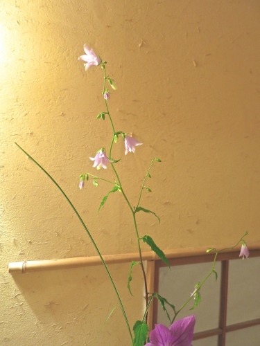美登さんの夏の花達_a0197730_00582912.jpg