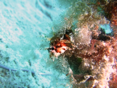 a0189838_21491181.jpg
