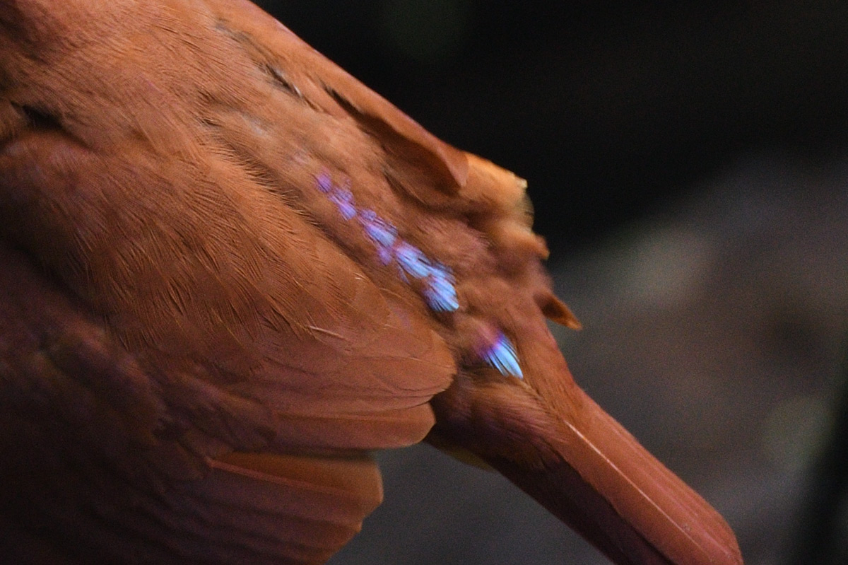 アカショウビンの青い羽 : 鳥・撮り・トリミング アカショウビンの青い羽 : 鳥・撮り・トリミング