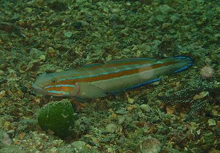 三重県・賢島、地味な方でもまだかわいい（笑）お魚さん_d0168345_754425.jpg