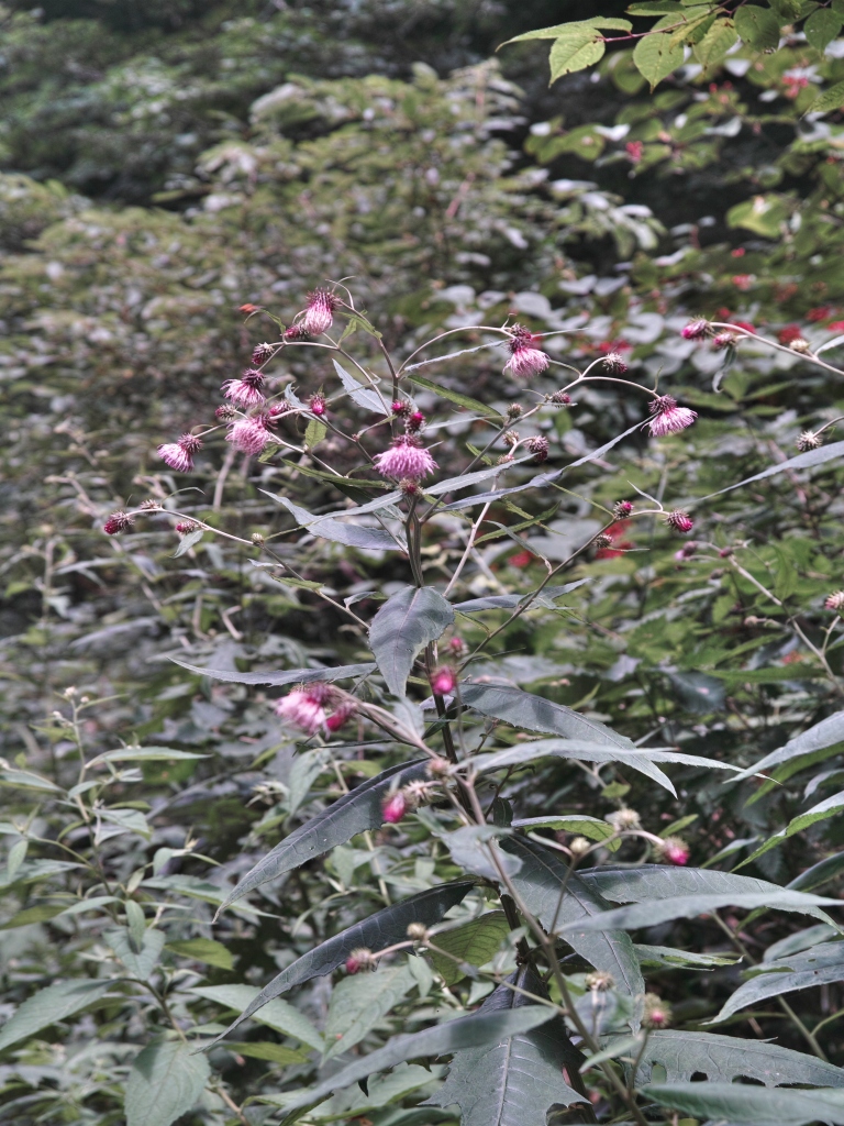 植物部会バスツア-　ｉｎ玉原湿原_c0008948_14281552.jpg