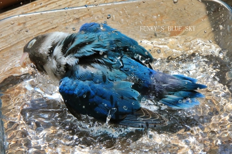 水浴びB.Bの記録　→　(blueの躍動・７月２５日）_c0145250_09590829.jpg