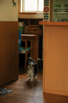 c0145250_10181912.gif