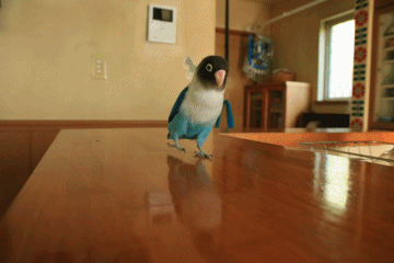 c0145250_10183293.gif