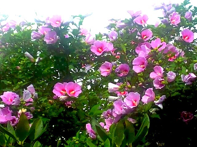 ４７８ 夏の終わりを告げる花たち 五十嵐靖之 趣味の写真と短歌