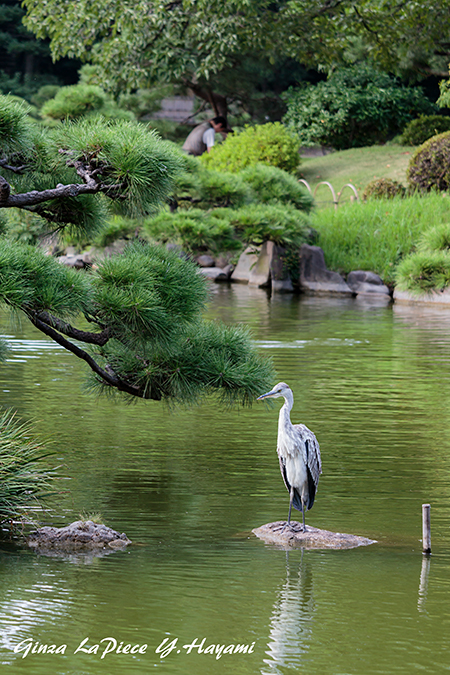 東京の風景　清澄庭園の風景_b0133053_023941.jpg