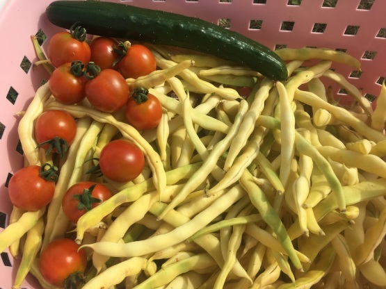 野菜アイスを作ろう!(試作~トマトアイスとじゃがいもアイス)_a0356060_15422848.jpg