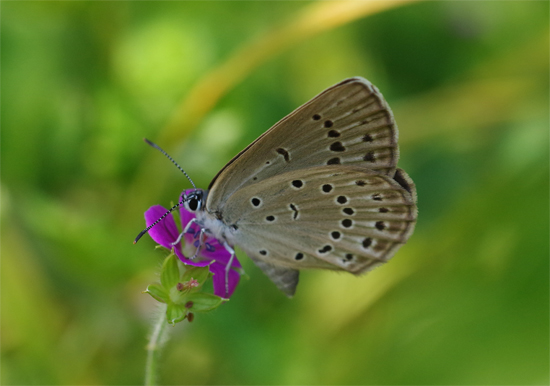 信州高原紀行　– チョウ編 -_e0167571_11483682.jpg