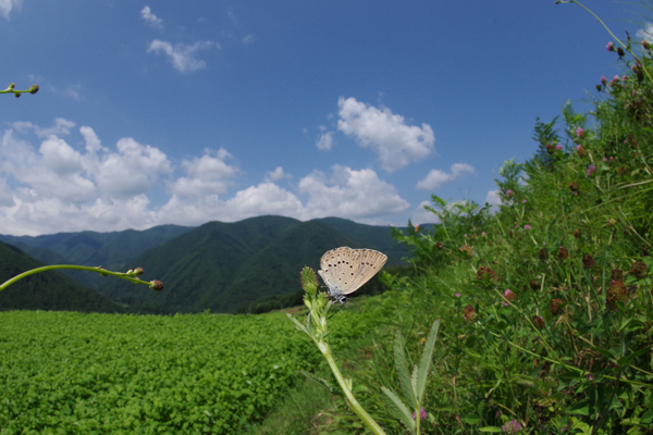 信州高原紀行　– チョウ編 -_e0167571_11503340.jpg