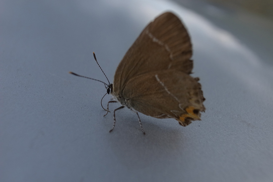 信州高原紀行　– チョウ編 -_e0167571_1151172.jpg