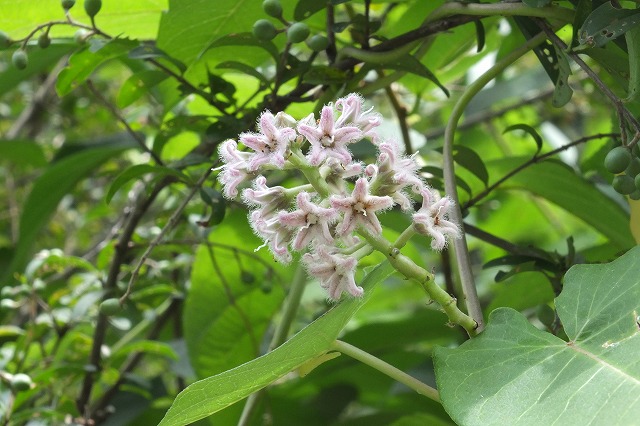 ■　つる草の花 (2)　　　16.8.15　　　（ガガイモ、トキリマメ）_e0339873_1741779.jpg