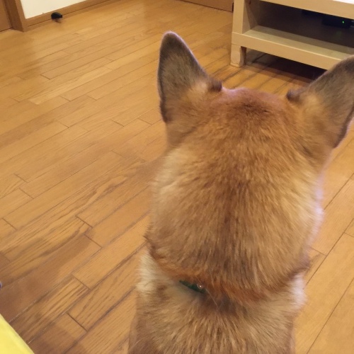 c0364176_12225669.jpeg