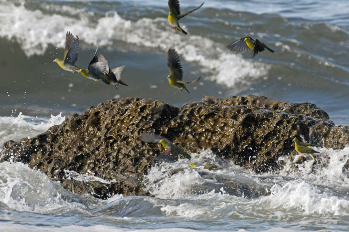 鉛色の海　＜緑鳩＞_e0248688_17592676.gif