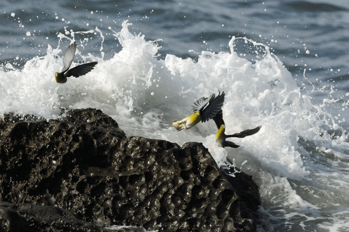 鉛色の海　＜緑鳩＞_e0248688_1824421.gif