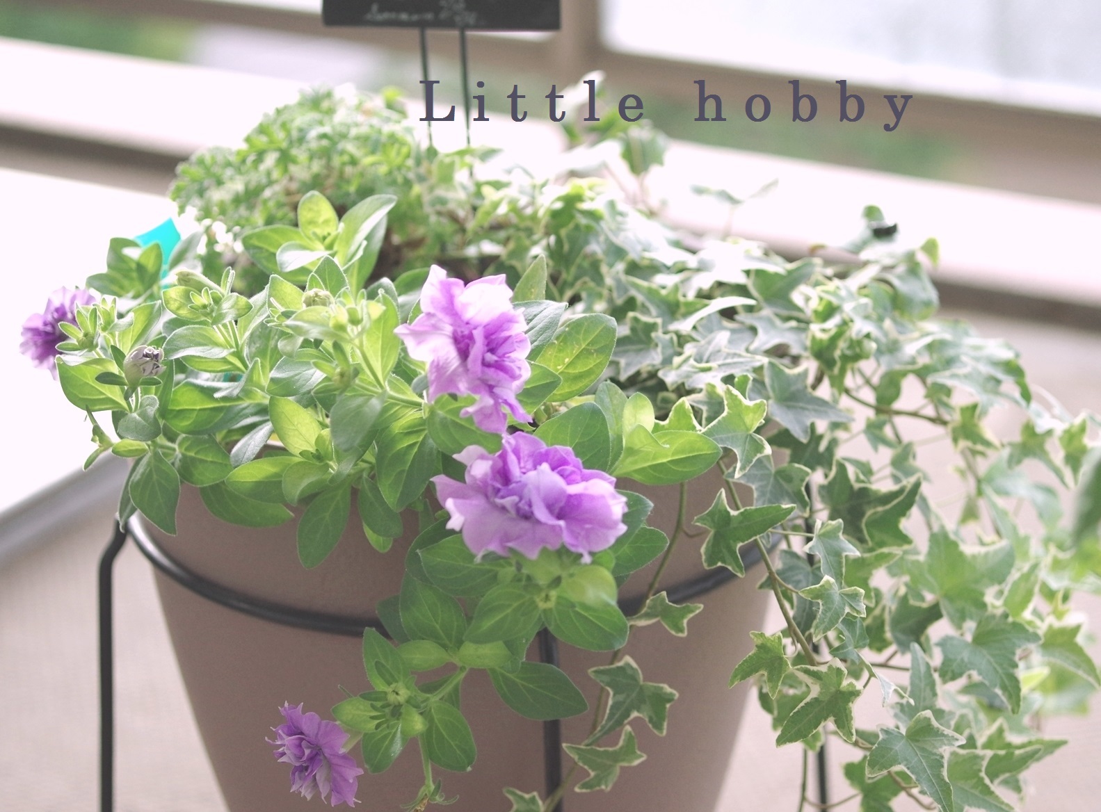 夏のガーデニング ２０１６ 八重咲きペチュニアドレスアップなど Little Hobby