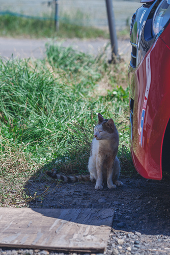 自由猫たち　2016年8月　＃1_f0003598_11212563.jpg