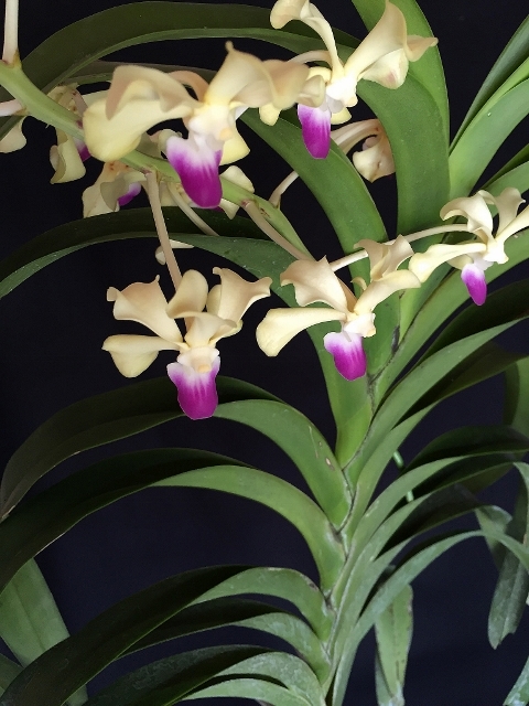 Vanda.ustii_d0007501_10271690.jpg