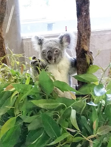 夏の金沢動物園_f0327416_10050451.jpg