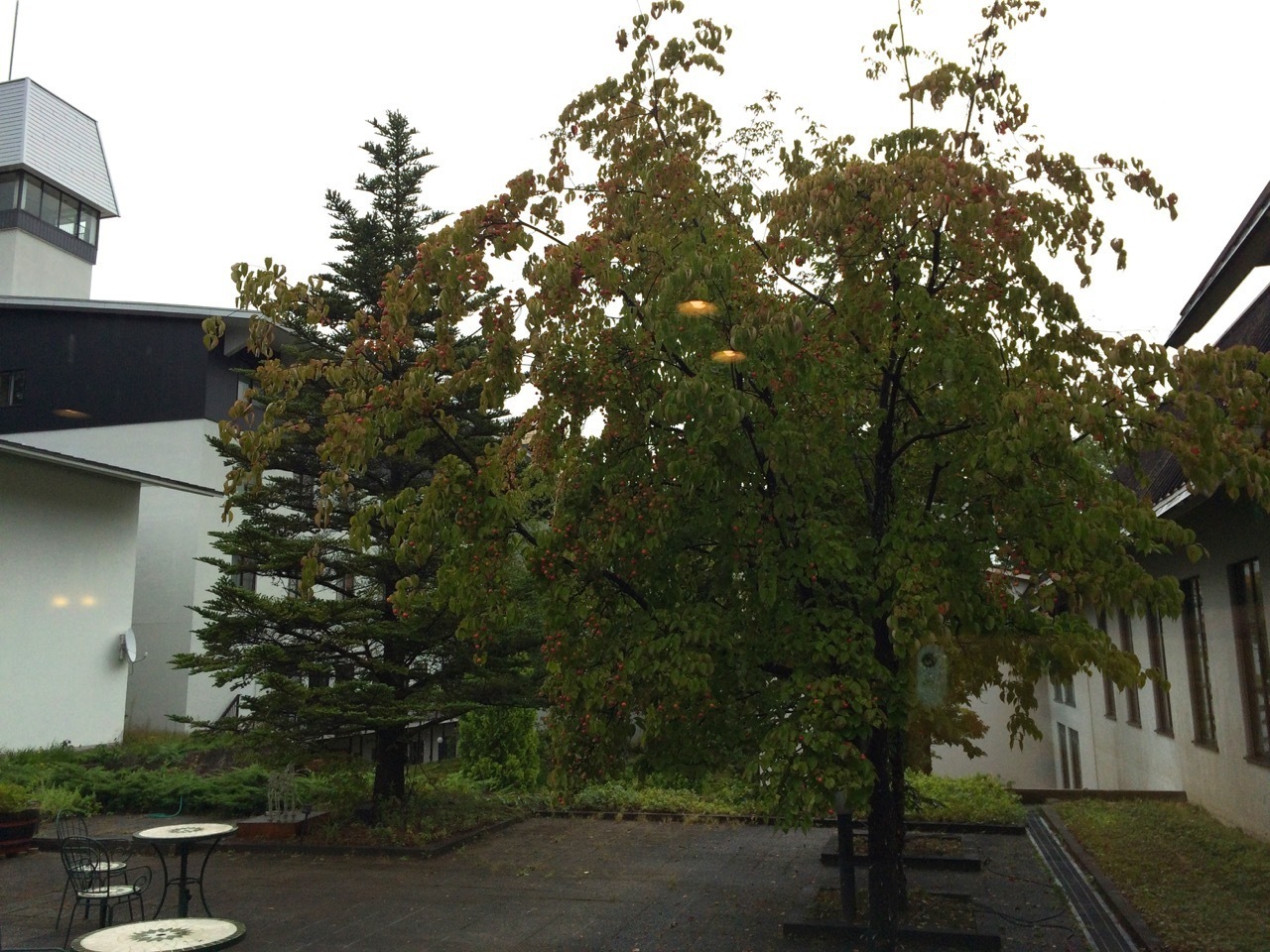 d0352022_10314849.jpeg