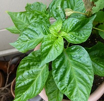f0037623_2330246.jpg
